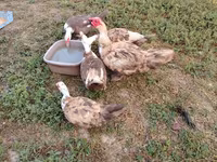 Ducks — 사진 5