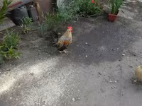 Japanese Bantam — photo 4