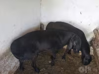 Хуц, Хонь — 5 зураг