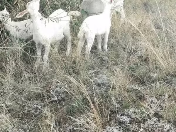 Koza, Alpine goat