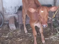 Vacă, Bovine — foto 5