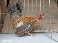 Chickens — รูปภาพ 2