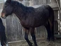 Kůň, Kazakh horse — foto 2