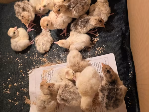 Turkeys