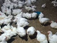 Chickens — عکس 2