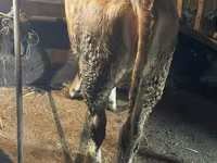 Krava, Swiss cattle — foto 3