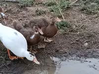 Ducks — fotografija 5