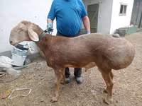 Carnero, Arashan sheep — foto 1
