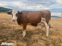 Krava, Simmental cattle — foto 1