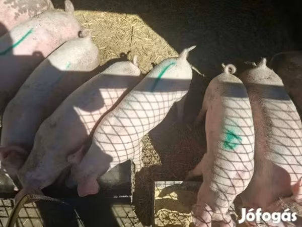 母猪, Pigs