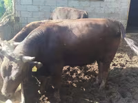 Bulle, Aberdeen-Angus — Foto 2