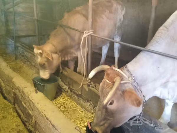 Lembu betina, Holstein breed