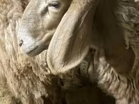 نعجة, الأغنام — الصورة 8