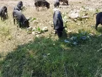 मादा सूअर, Вьетнамская вислобрюхая — फ़ोटो 7