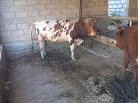 황소, Simmental cattle — 사진 1
