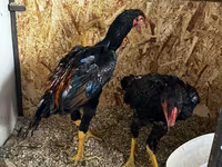 Chickens — fotografija 4