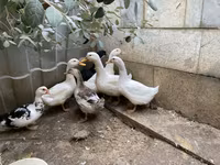 Nemački pekin — fotografija 2