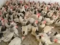 Chickens — รูปภาพ 2