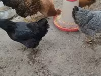 Chickens — الصورة 4