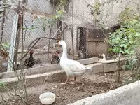 Geese — foto 1