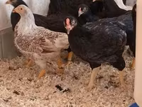 Chickens — புகைப்படம் 5