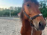 Hingst, Heste — foto 3