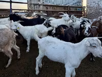 بز ماده, بز — عکس 2
