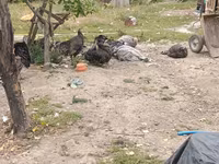 Turkeys — sawirka 1