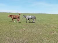 Klisna, Horse breed — foto 2