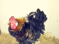 Chickens — foto 7