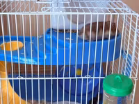 Hamster üçün tam dəst qəfəs Ağ və boz rəngli sevimli xamyaklardır — foto 2