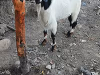 बकरा, Beetal goats — फ़ोटो 4