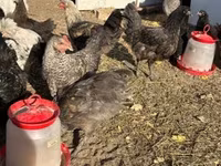 جرزی جاینت — عکس 6