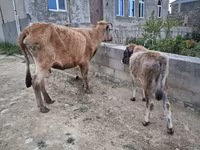 ძროხა, მსხვილფეხა რქოსანი — ფოტო 2