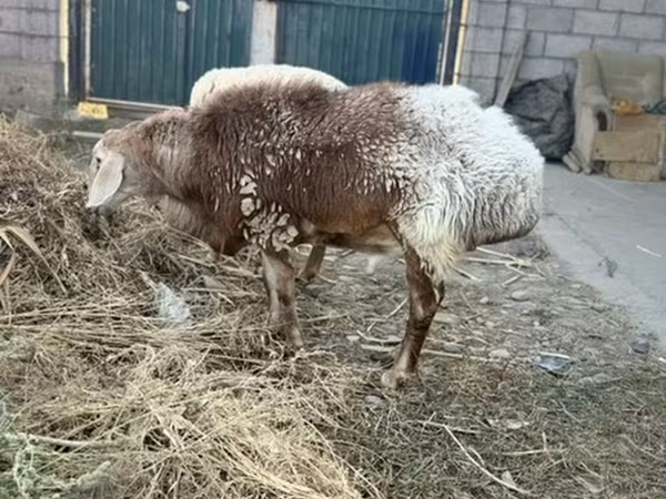 Widder, Rhon sheep