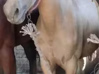 ม้าตัวผู้, Kazakh horse — รูปภาพ 1