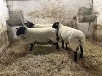 Vædder, White Suffolk sheep — foto 2