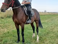 اسب نر, Arabian horse — عکس 2
