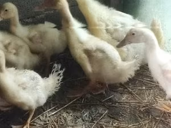 Ducks