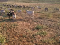 بز نر, بز — عکس 5