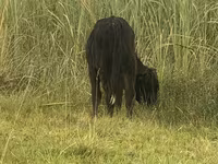 Toro, Bovini — foto 3