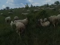 मेढ़ा, Merino sheep — फ़ोटो 6