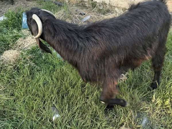 بز (گروه، جنسیت مشخص نشده), بز