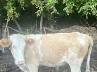 วัวตัวผู้, Russian Black pied cattle — รูปภาพ 3