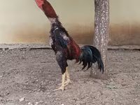 Chickens — عکس 1