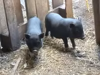 Babi betina, Вьетнамская вислобрюхая — foto 2
