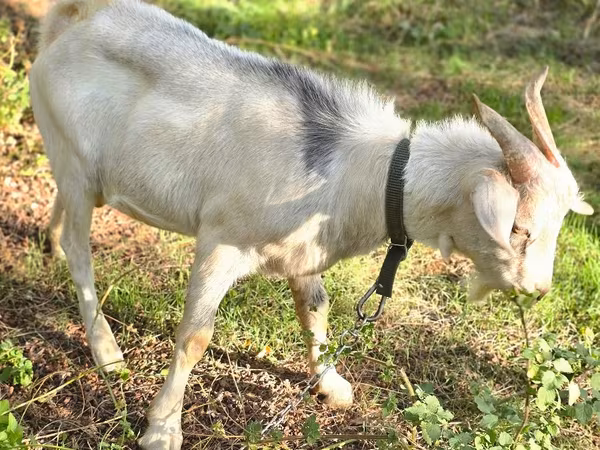 公山羊, Nubian Goat