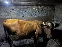 گاو ماده, Simmental cattle — عکس 2