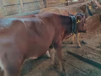 Krava, Simmental cattle — foto 4