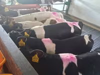 Lembu jantan, Simmental cattle — foto 8